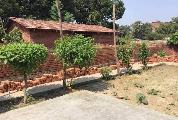 Ficus Garden 1