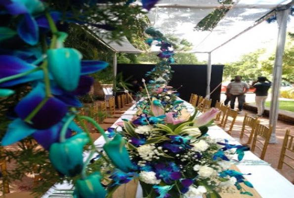 Charmion Greenfields By Everdash 3