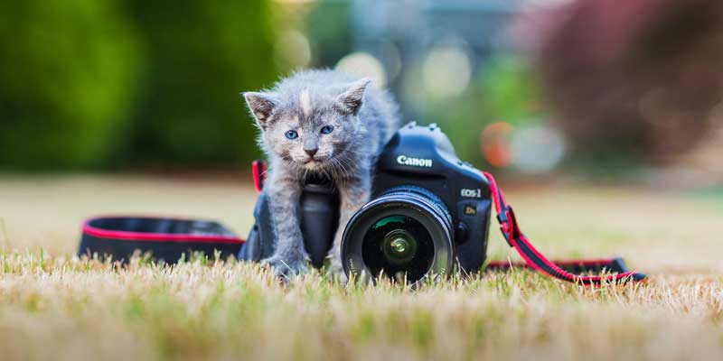 Pet Photography Prices